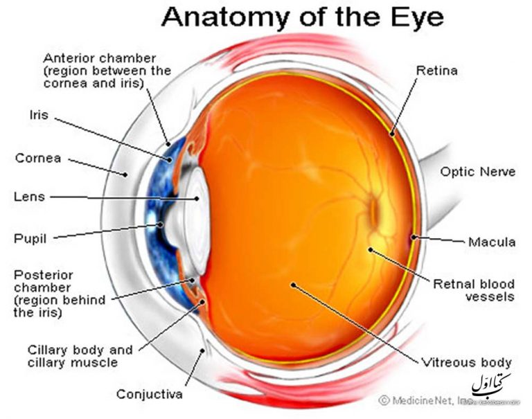 eye structure download