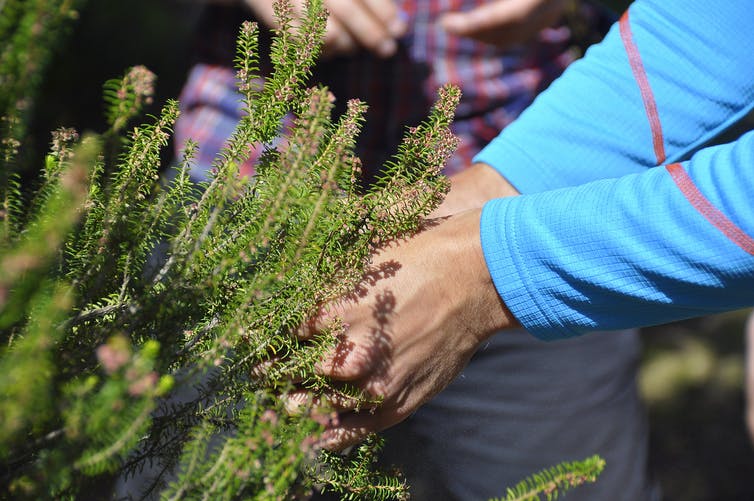 A person's hands jostle a pine branch to collect pollen