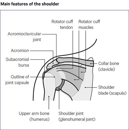 Main features of the Shoulder